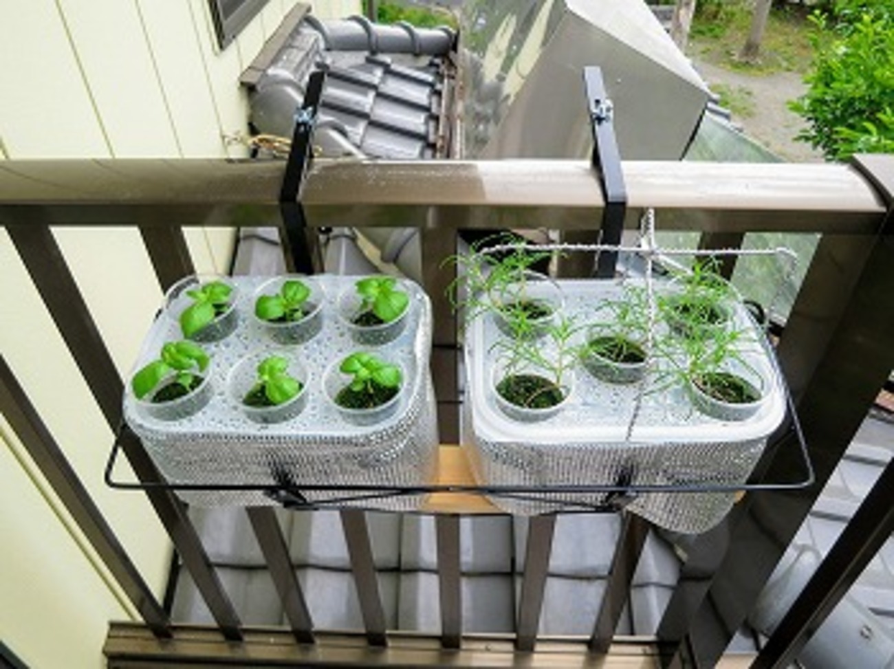 プランター掛け」を使って水耕栽培装置を手すりに移動。これで歩き  