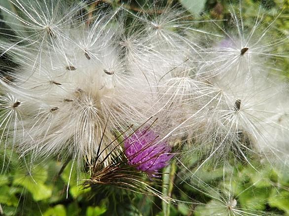 アザミとは 動植物の人気 最新記事を集めました はてな アザミとは 動植物の人気 最新記事を集めました はてな