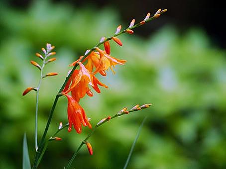 モントブレチアとは 動植物の人気 最新記事を集めました はてな