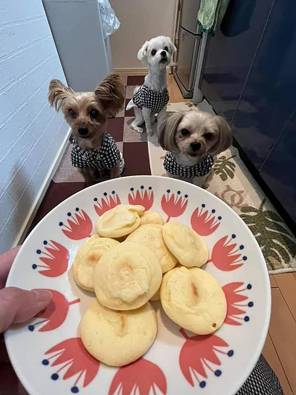 犬 おやつ ガム サプリメント チーズ ドッグチュルピ ドッグフード ペット ペットグッズ 国産北海道 手作り 無添加 犬用品 硬い 長持ち 半額品 チーズ