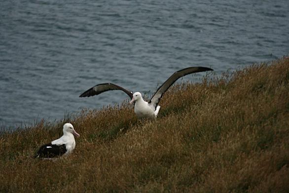 コアホウドリとは 動植物の人気 最新記事を集めました はてな コアホウドリとは 動植物の人気 最新記事を集めました はてな