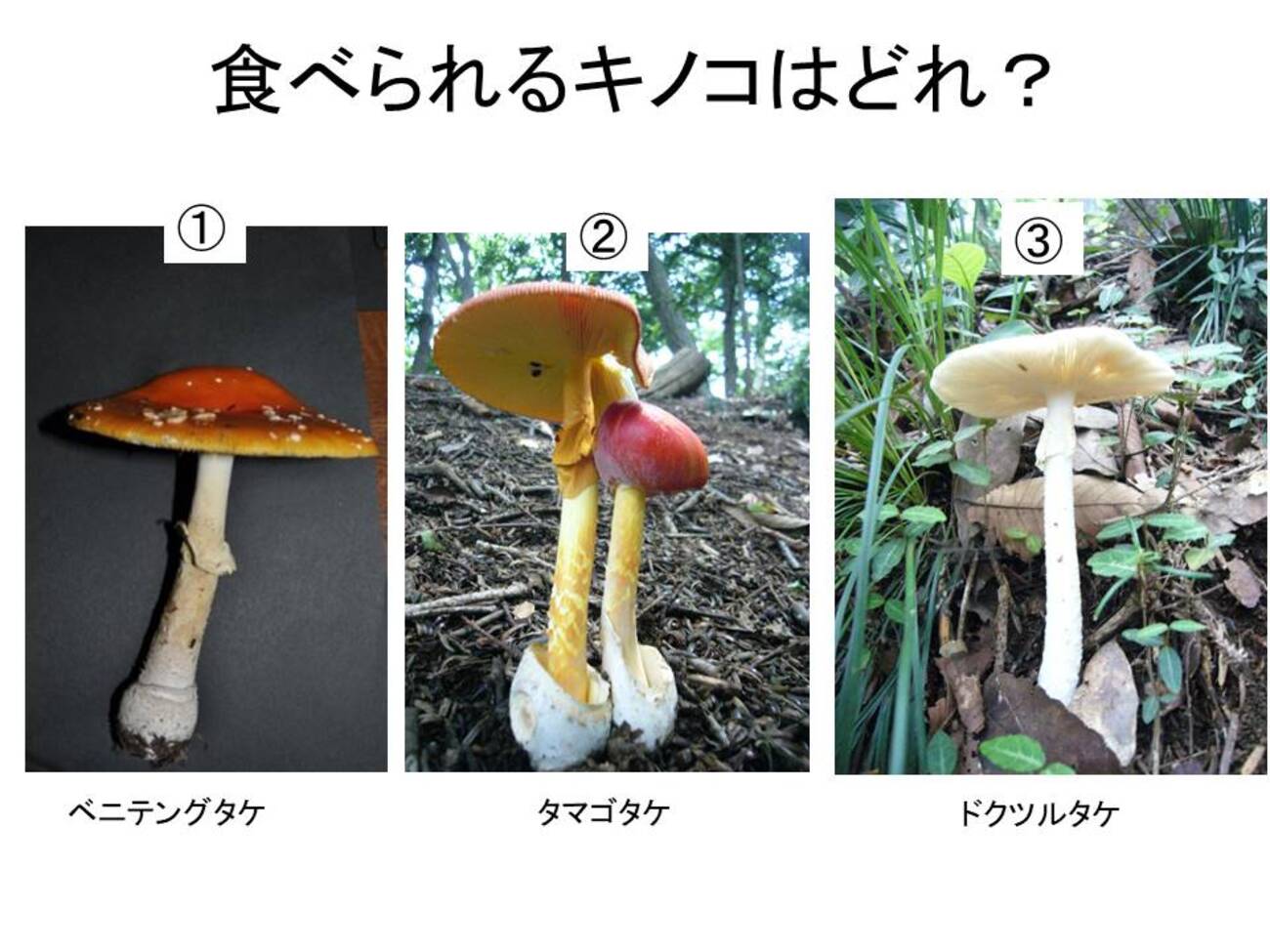 どくきのこ 樹木医的？クイズ 毒キノコはどれ？ - 街の木コレクション