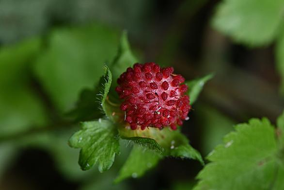 ヘビイチゴとは 動植物の人気 最新記事を集めました はてな ヘビイチゴとは 動植物の人気 最新記事を集めました はてな