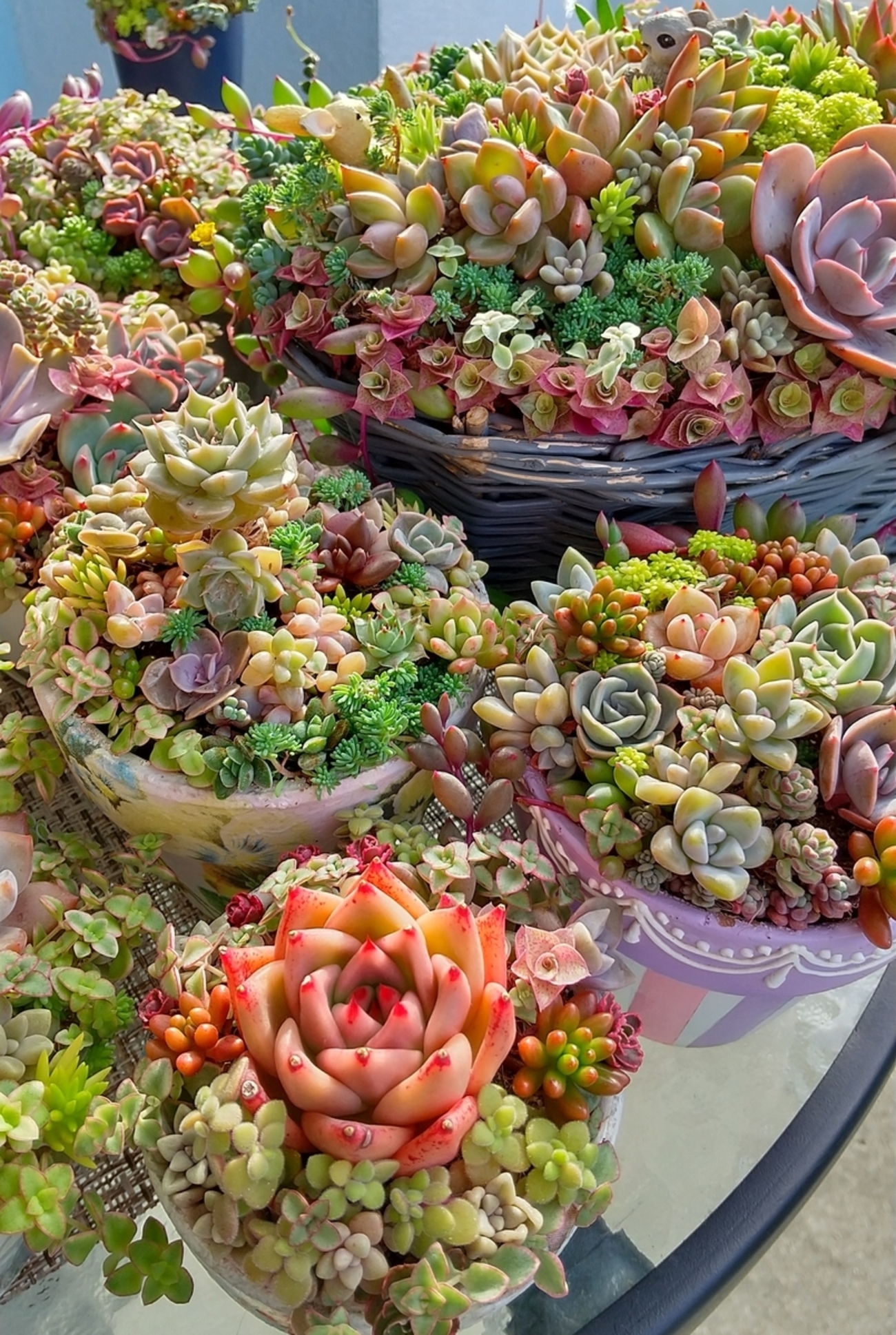 多肉 レッドジェイドあまり変化はないけど記録♪ - makoと多肉植物 ♪