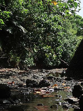 オオウナギとは 動植物の人気 最新記事を集めました はてな