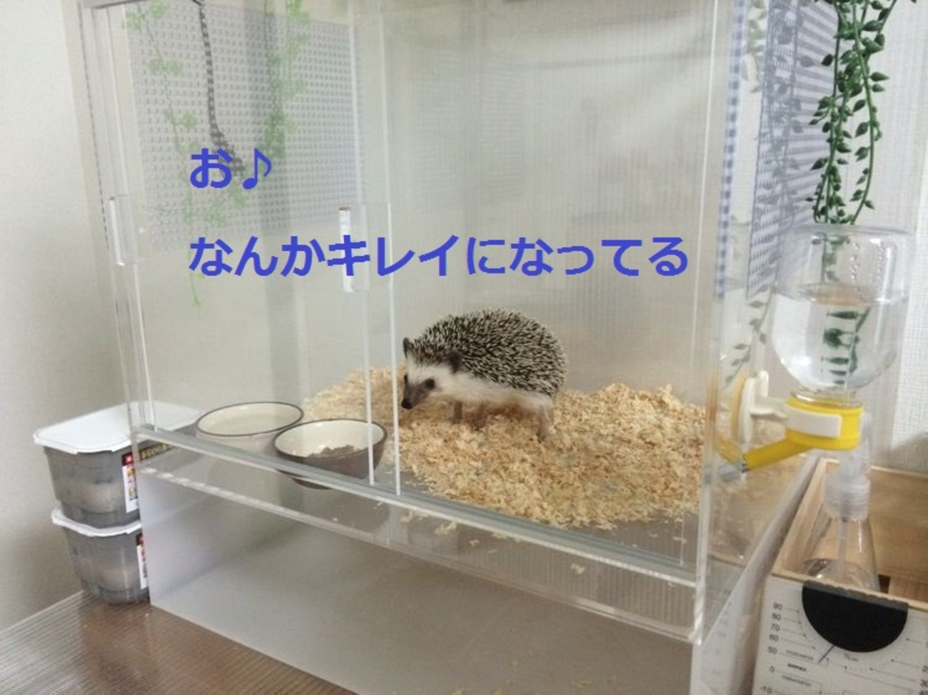 backend=imagemagick;version=1;