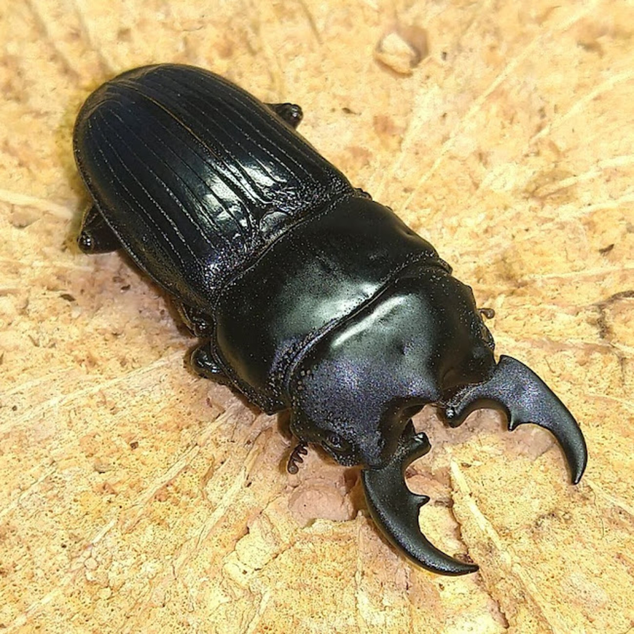 ドリアンレア品種苗 Durio macrantha Dwarf Type DD1 Yahoo