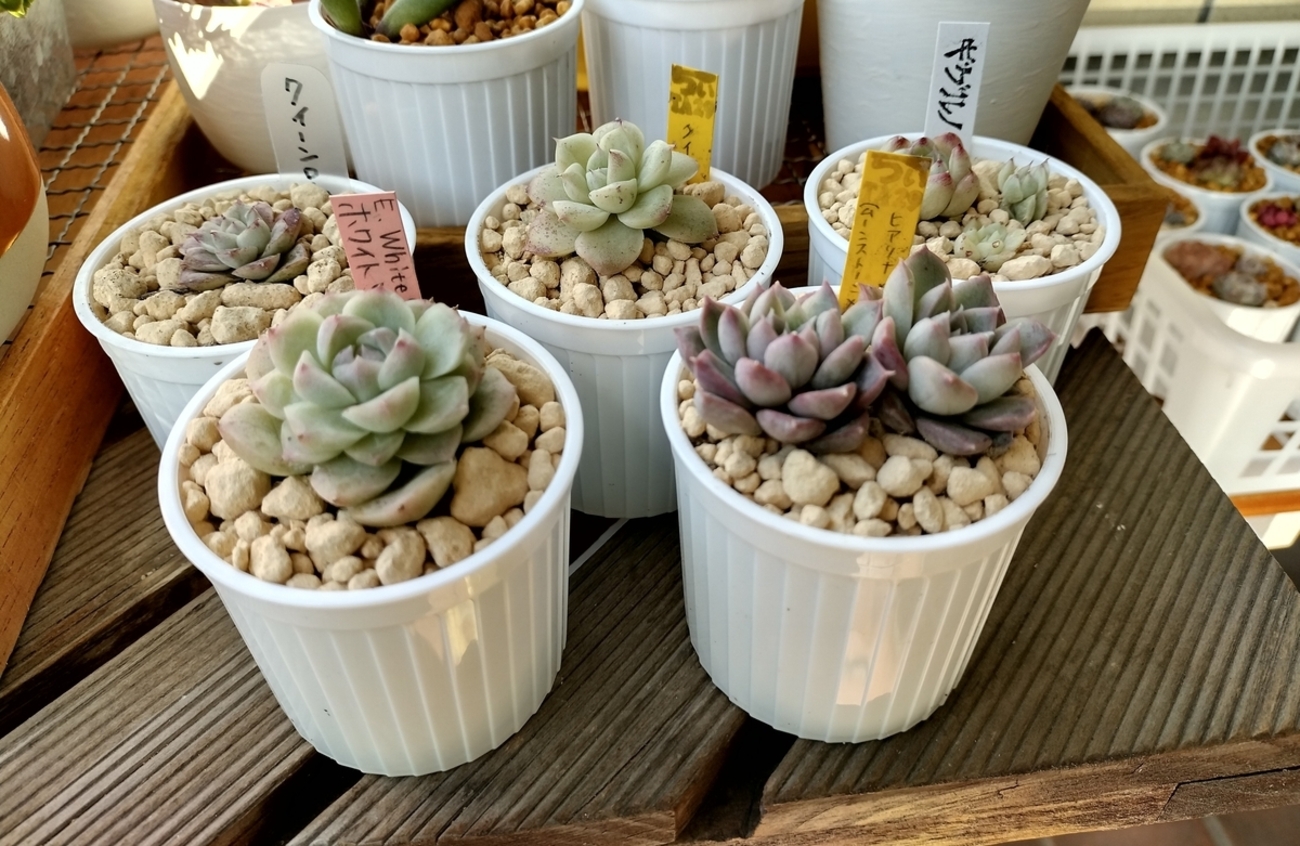 三島の無人販売の多肉屋さん - ankochanのblog