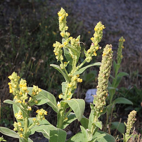 帰化植物とは 動植物の人気 最新記事を集めました はてな