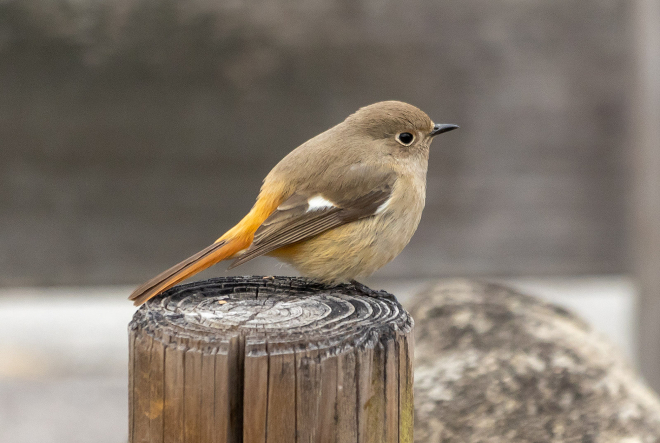 奈良県営馬見丘陵公園で野鳥の撮影。EF70-300mm F4-5.6 IS II USMにて 