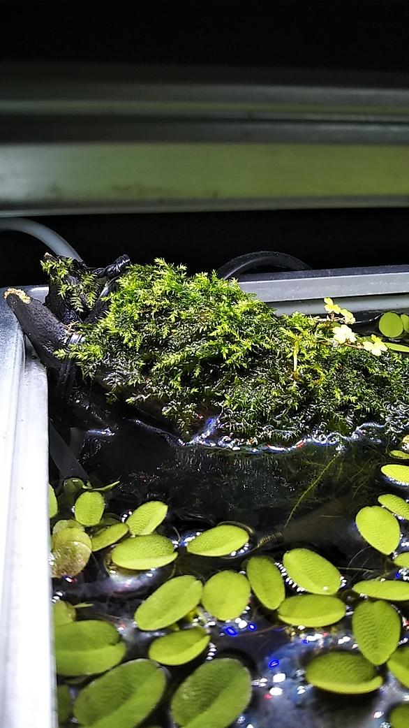 ウィローモスとは 動植物の人気 最新記事を集めました はてな ウィローモスとは 動植物の人気 最新記事を集めました はてな