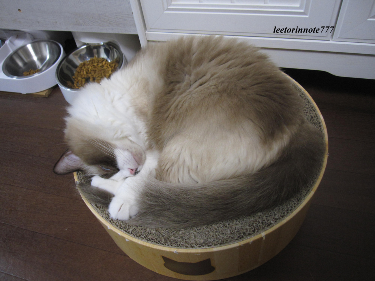 猫日記と主のつぶやき　最近の主の悩み - リートリンの覚書