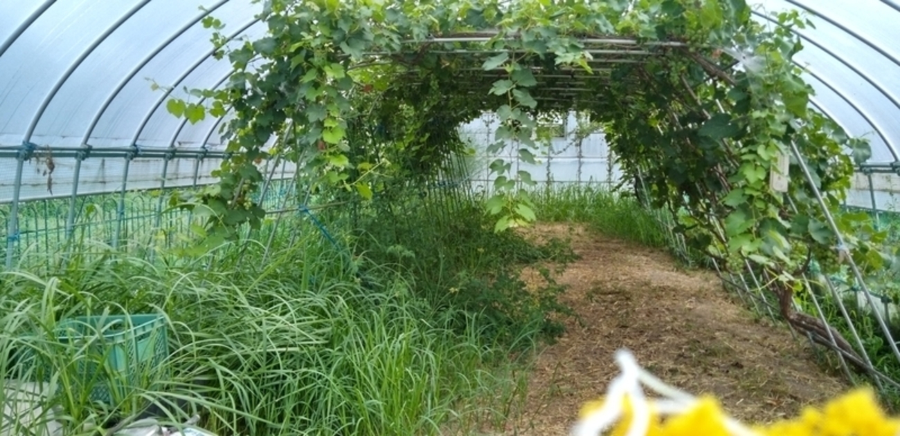 朝飯前の草取り - さとやま菜遊記