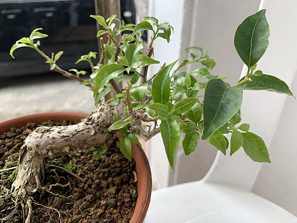 ブーゲンビリアとは 動植物の人気 最新記事を集めました はてな ブーゲンビリアとは 動植物の人気 最新記事を集めました はてな