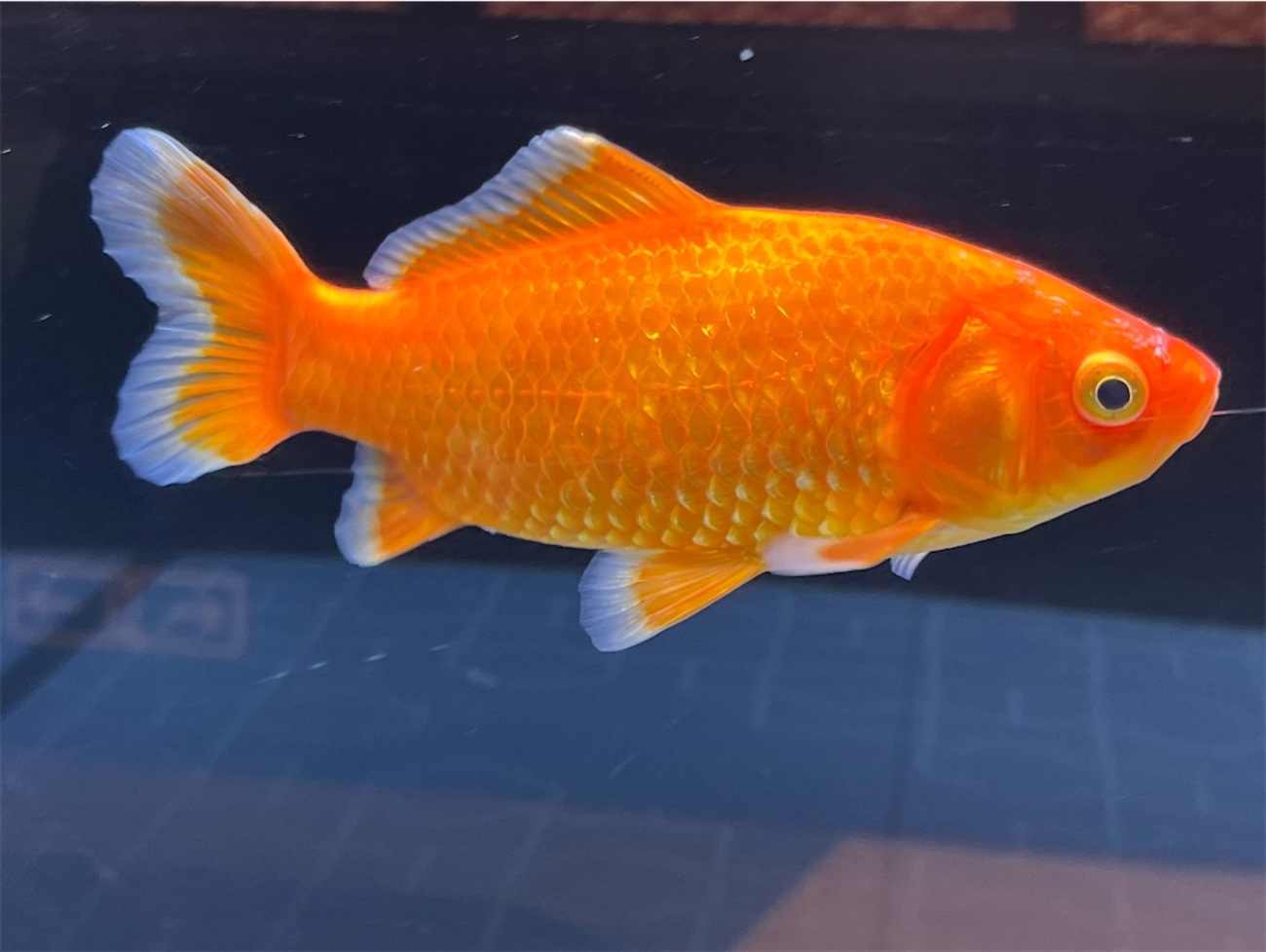和金の育て方！寿命・大きさ・種類・金魚を綺麗に育てる方法を紹介 