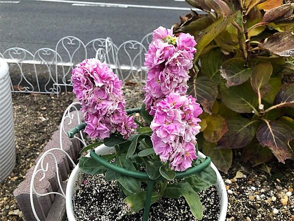 アラセイトウとは 動植物の人気 最新記事を集めました はてな アラセイトウとは 動植物の人気 最新記事を集めました はてな