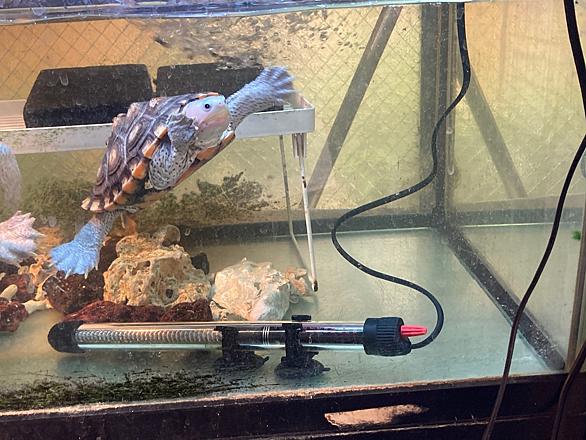 スッポンモドキとは 動植物の人気 最新記事を集めました はてな