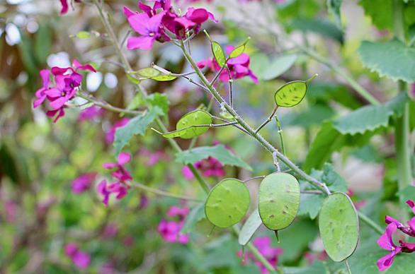 ヒメウツギとは 動植物の人気 最新記事を集めました はてな ヒメウツギとは 動植物の人気 最新記事を集めました はてな
