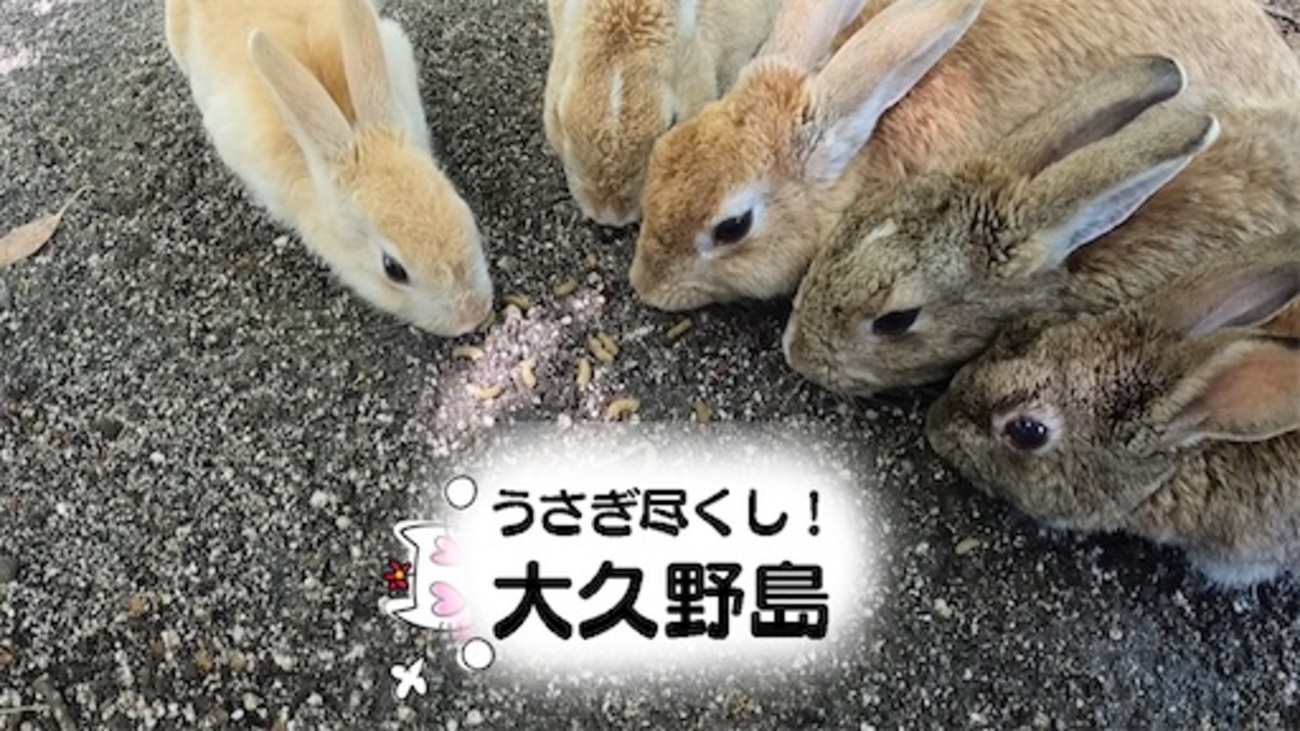 大久野島】うさぎ尽くし☆島のうさぎとの触れ合い方【うさぎ島】 - 雪