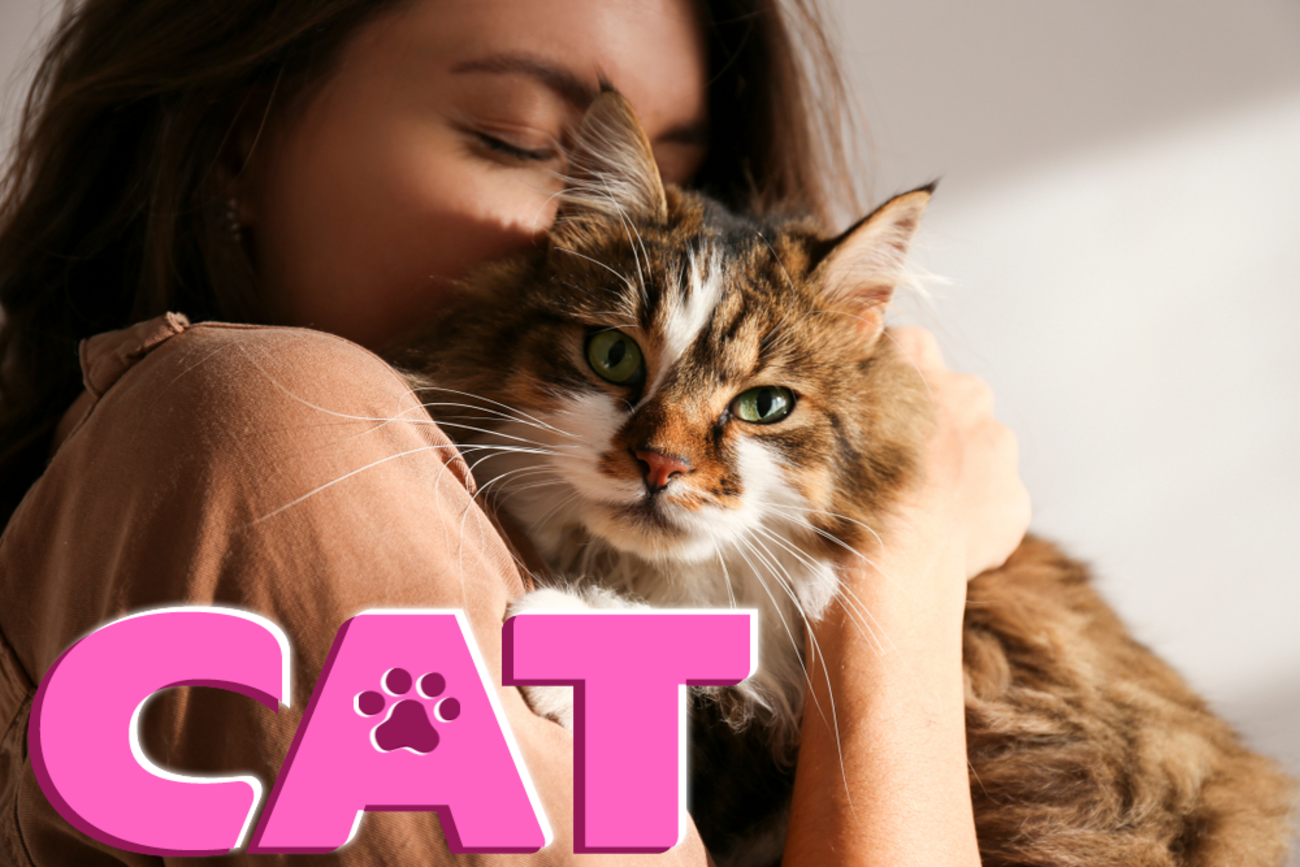 2.22は猫の日！Catを使ったイディオムをたくさん紹介します！ - ネイティブキャンプ英会話ブログ | 英会話の豆知識や情報満載