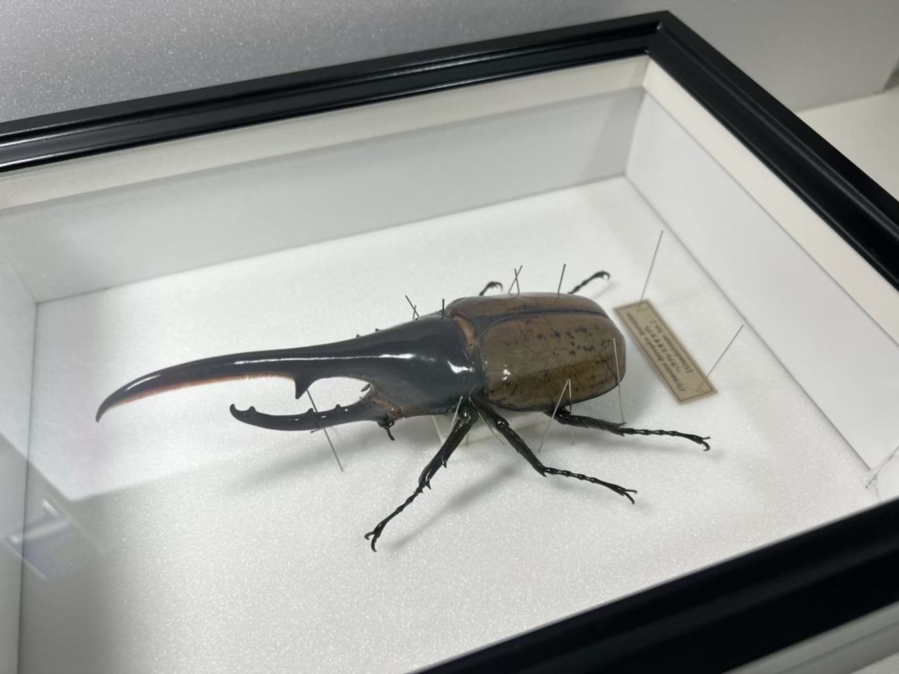 ヘラクレス・ヘラクレス♂標本 飛翔標本]ヘラクレスヘラクレス153mm標本新品シーラケース付き