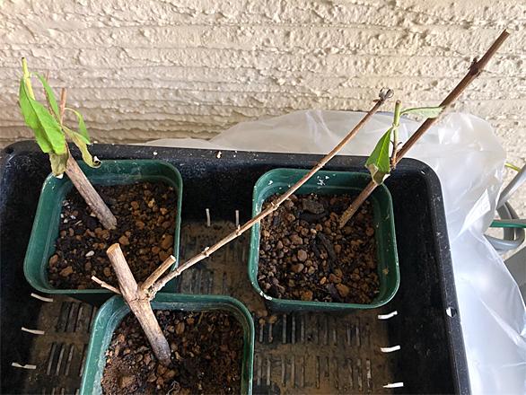 挿し木とは 動植物の人気 最新記事を集めました はてな