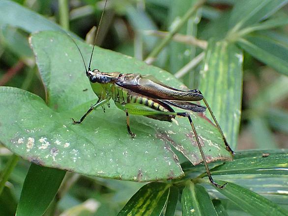 バッタ目とは 動植物の人気 最新記事を集めました はてな バッタ目とは 動植物の人気 最新記事を集めました はてな