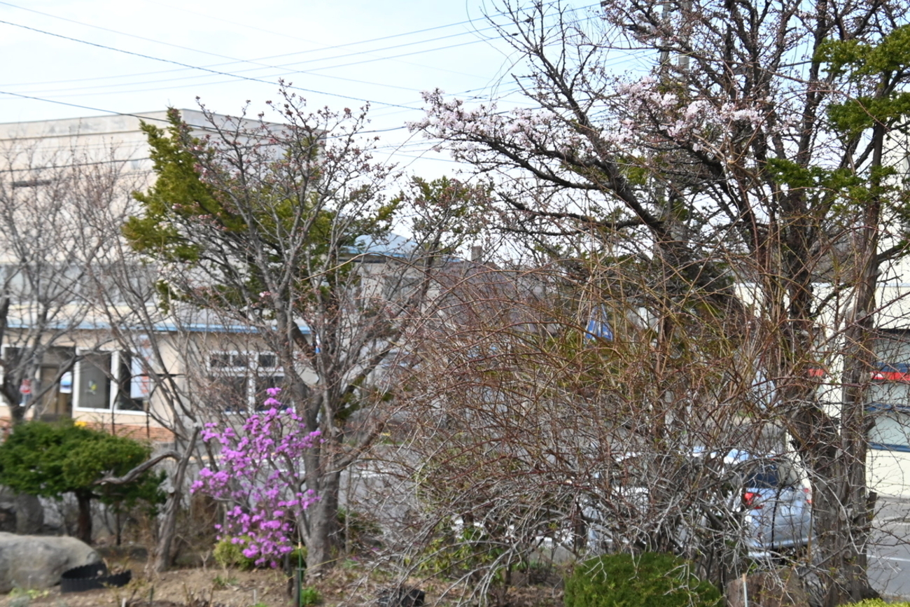 桜と一緒に咲く花たち - たからひかり薔薇が咲く