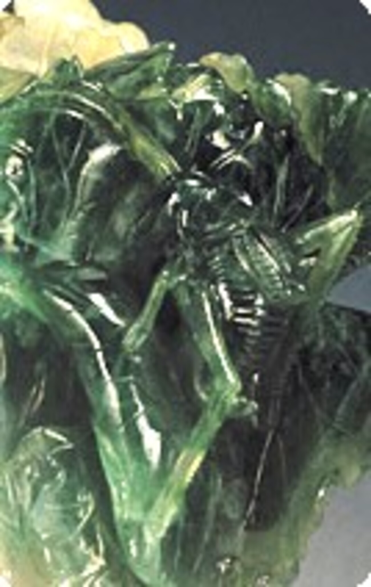 翡翠白菜の虫たち - ウタコ様の優雅な？ある一日