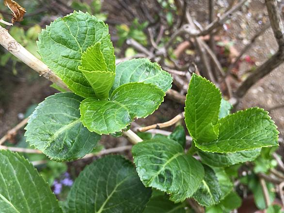 アジサイとは 動植物の人気 最新記事を集めました はてな