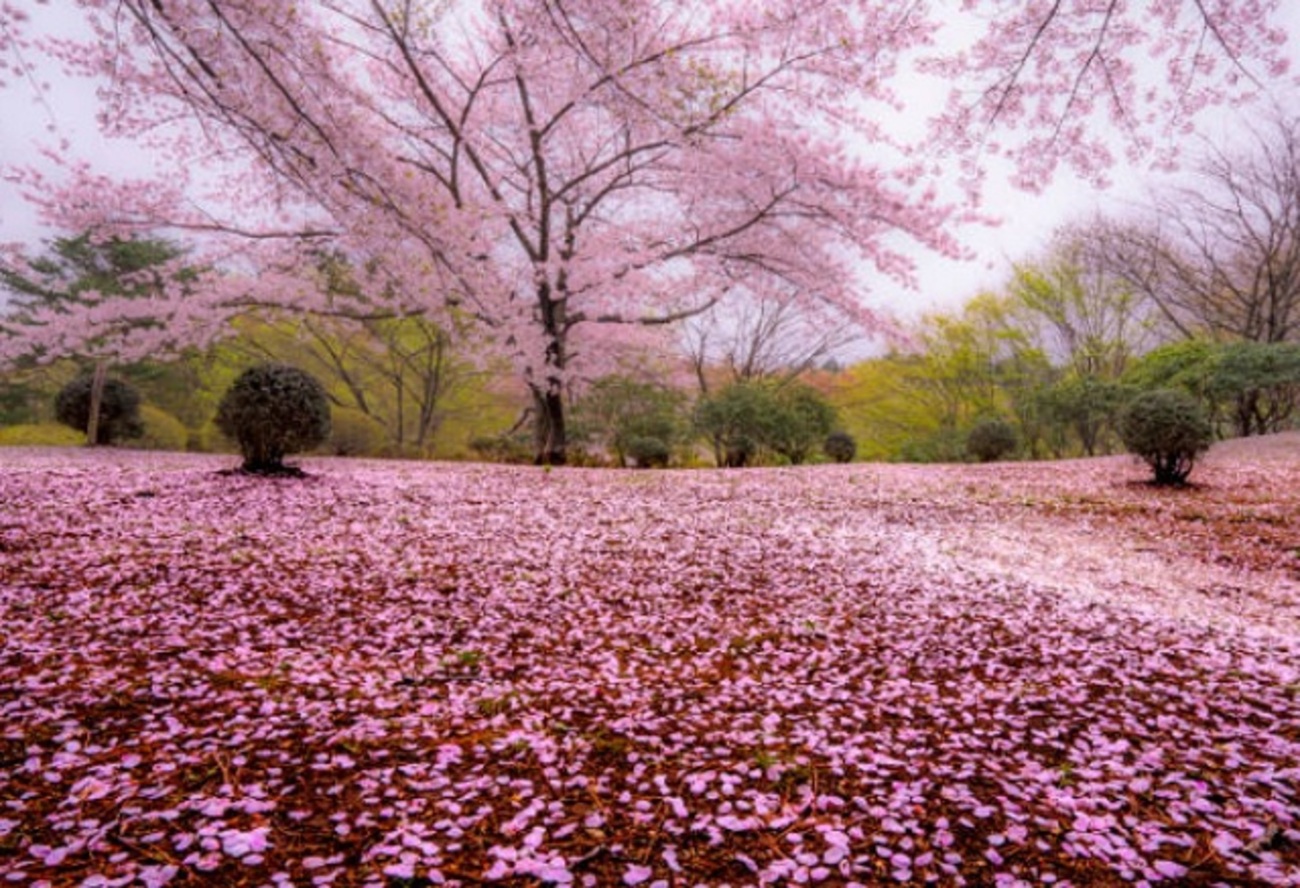 「桜散る」はいつの季語?この表現の意味は?英語での伝え方は? - 探してみよう!知りたい情報!