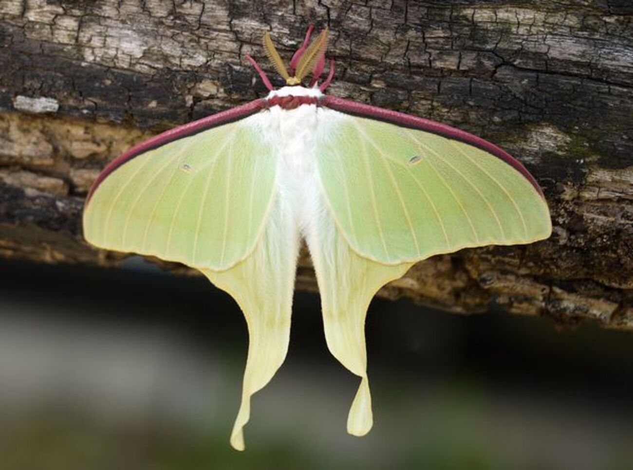 世界の昆虫、絶滅の危機。大量絶滅期は既に始まっている - 虫撮る人々