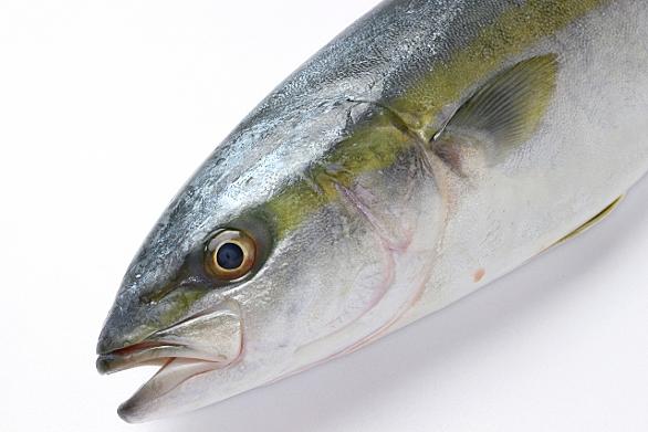 青魚とは 動植物の人気 最新記事を集めました はてな 青魚とは 動植物の人気 最新記事を集めました はてな
