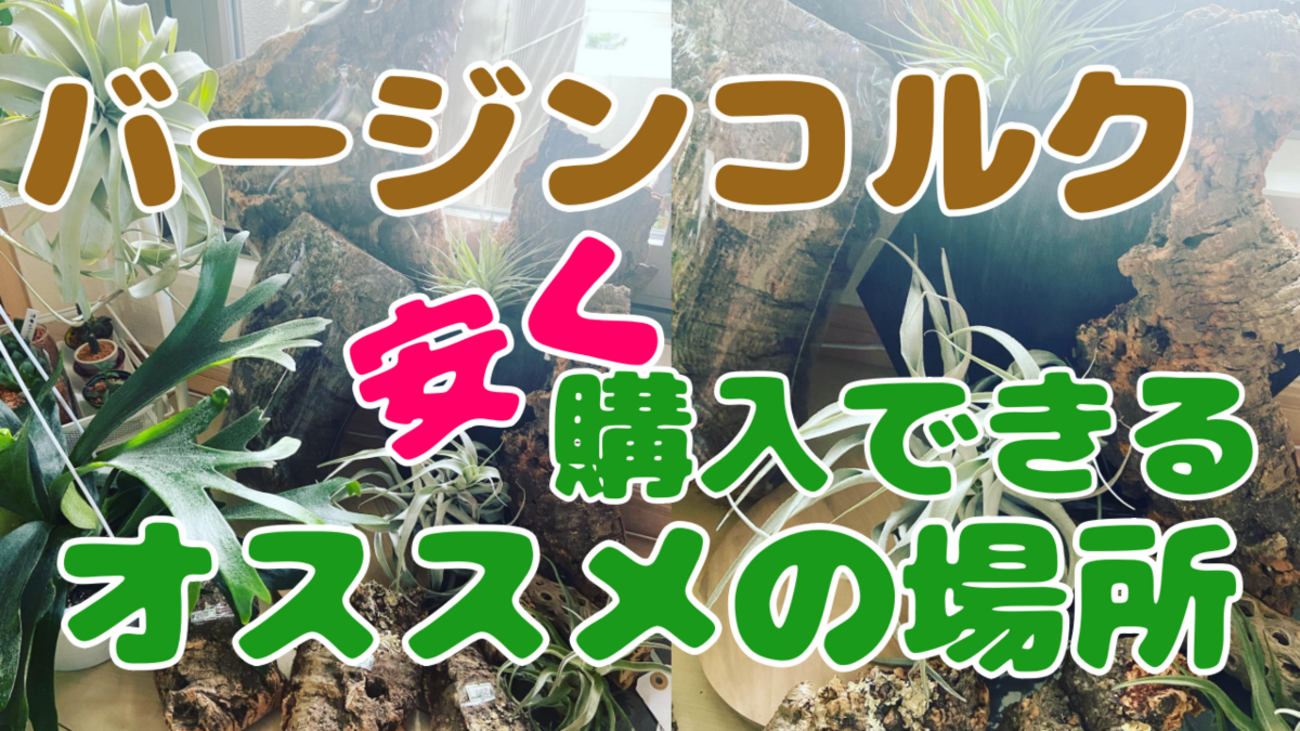 ビカクシダ！エアプランツ！】バージンコルクを購入できるオススメの 