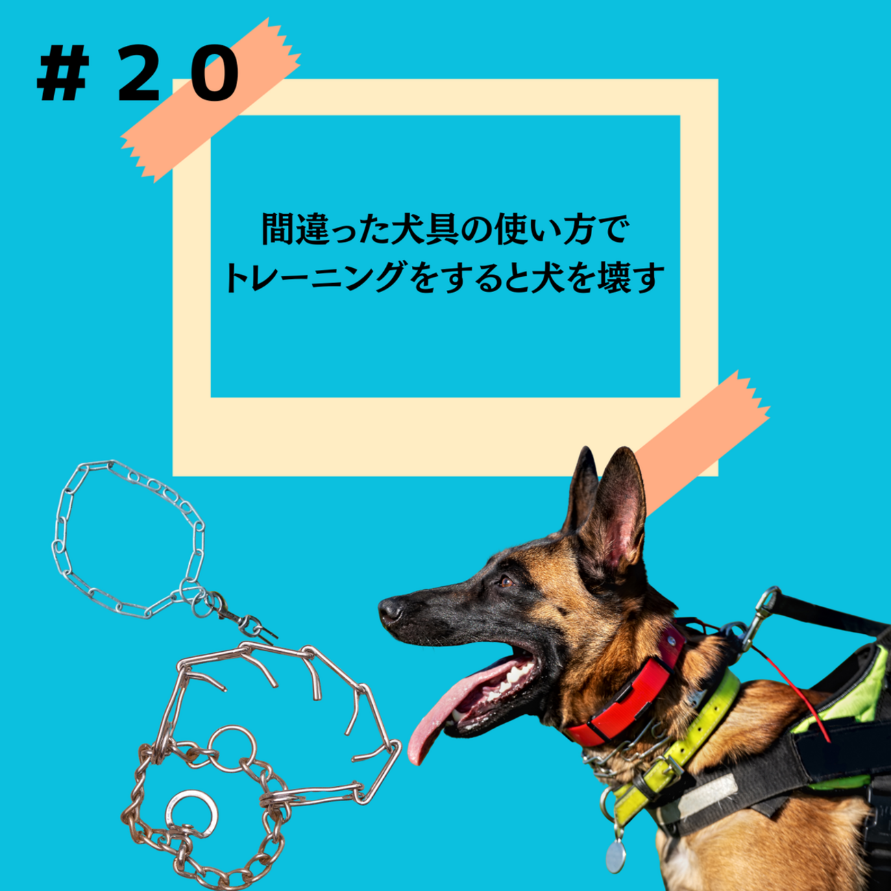 ２０『間違った犬具の使い方でトレーニングをすると犬を壊す』 - DPHL（ドフィル）