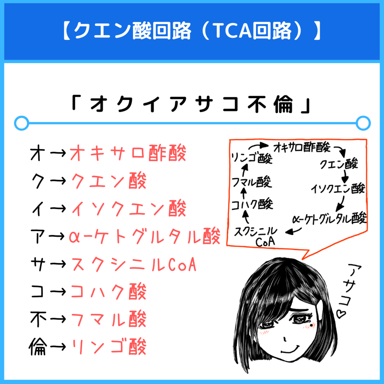 クエン 酸 回路