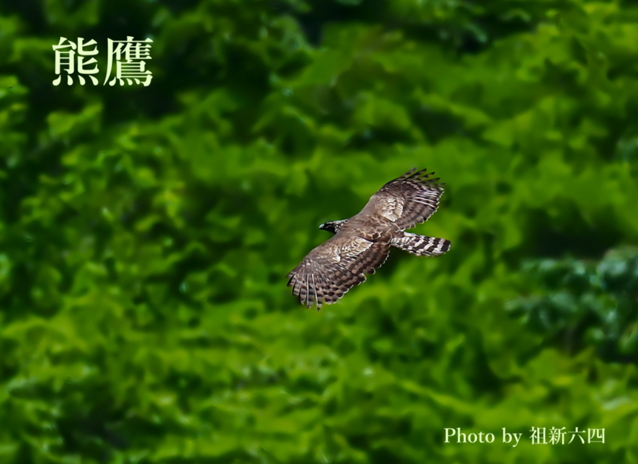 花鳥1 01_tse_9477.jpg?v=1743478681&