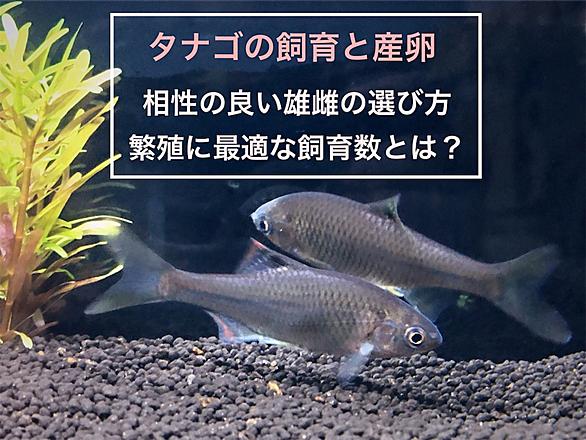 タナゴ産卵とは 人気 最新記事を集めました はてな