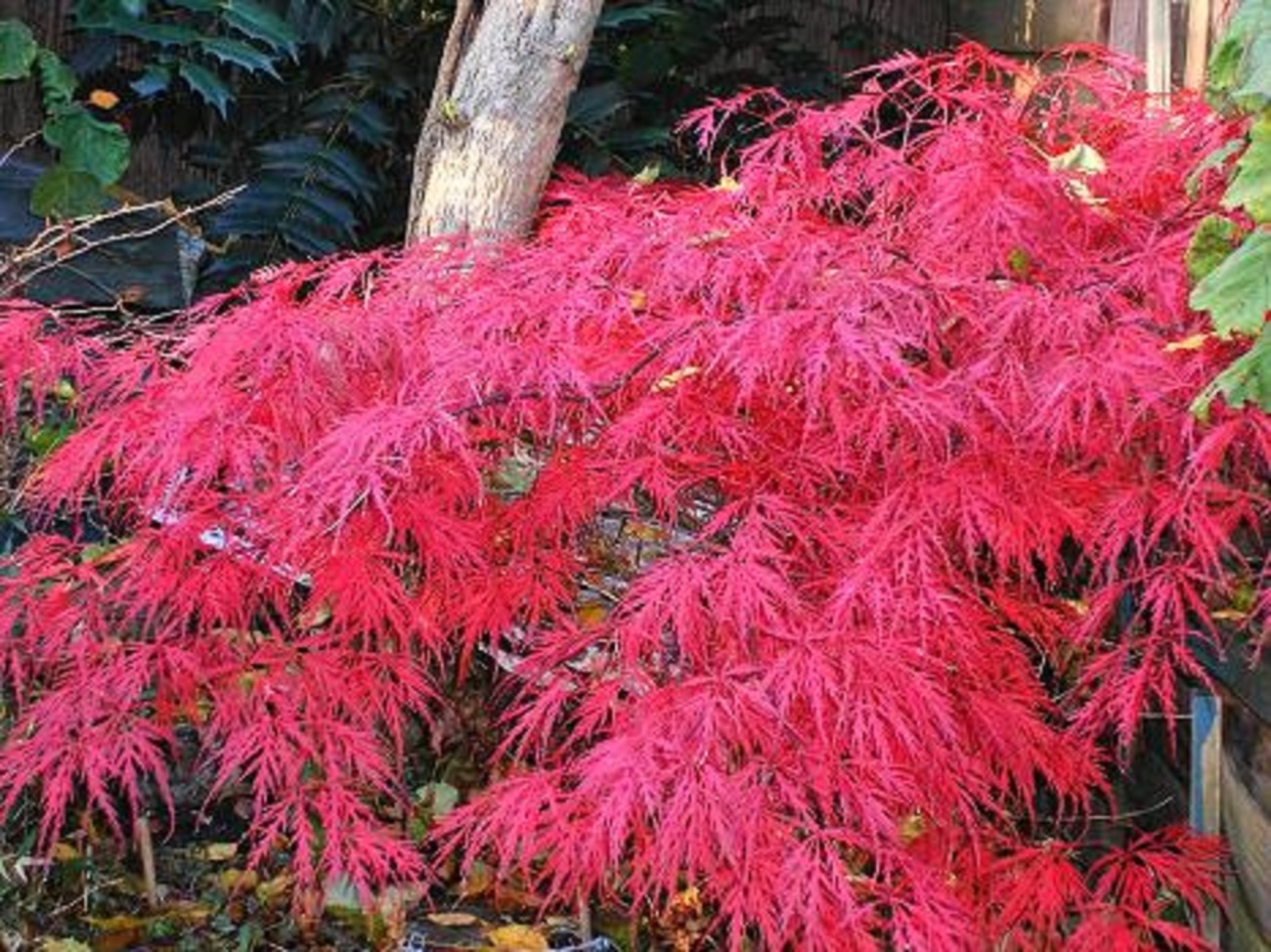 モミジ 紅葉 シダレモミジ 160cm ❗ 綺麗な曲がり樹形 希少美形 楽天市場】シダレモミジの通販