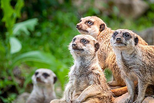 チーターとは 一般の人気 最新記事を集めました はてな チーターとは 一般の人気 最新記事を集めました はてな