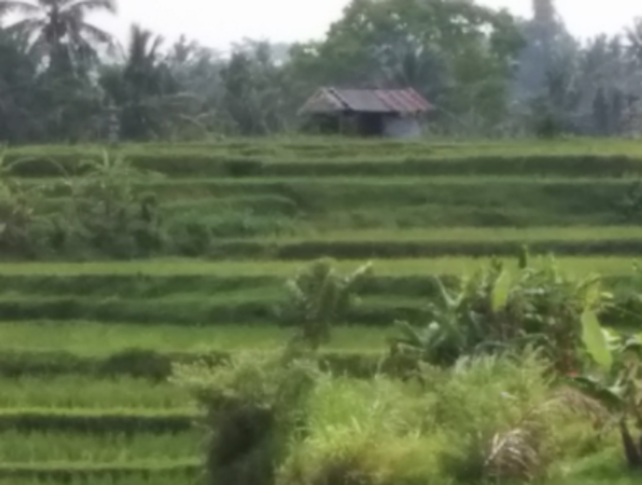 インドネシアETF【EIDO】将来有望なインドネシア株を丸ごと買えるETF - たぱぞうの米国株投資