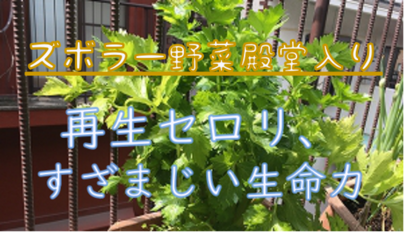 ベランダ菜園】再生セロリが3年目に突入！ - よしまる