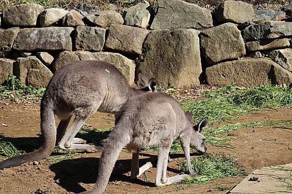 アカカンガルーとは 動植物の人気 最新記事を集めました はてな アカカンガルーとは 動植物の人気 最新記事を集めました はてな