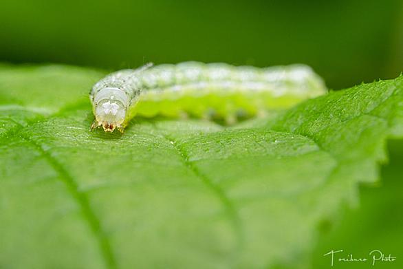 イモムシとは 動植物の人気 最新記事を集めました はてな イモムシとは 動植物の人気 最新記事を集めました はてな