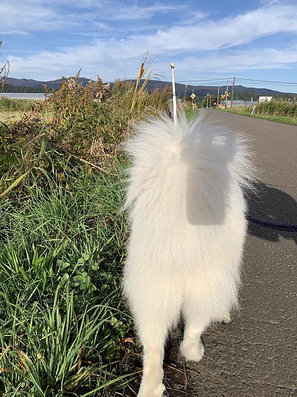 サモエドとは 動植物の人気 最新記事を集めました はてな