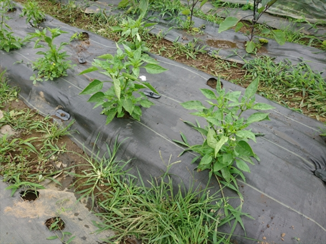 何度も使えて設置も簡単！防草シートマルチで快適な野菜づくり。 - 週