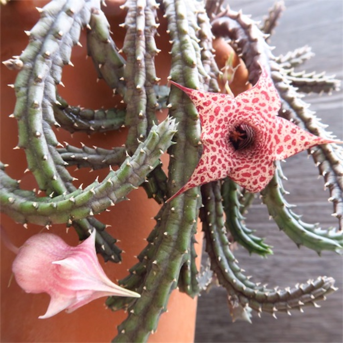 レア✨フエルニア　ヒスロピー　抜き苗 backend=imagemagick;version=1;