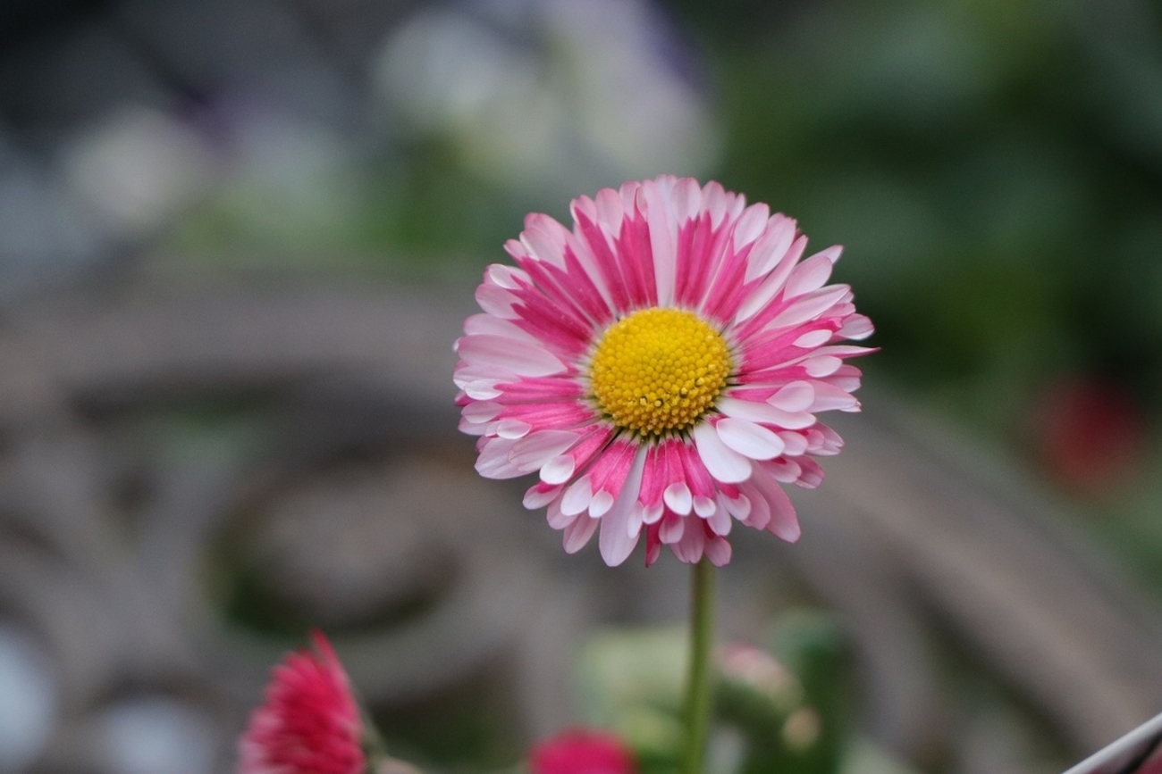 冬に映えるピンクの花！ #寒さに強い - GP-Yamacho