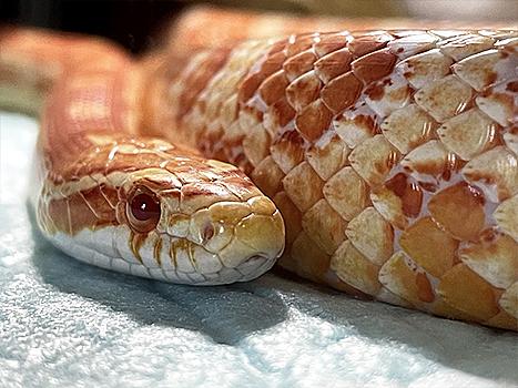 コーンスネークとは 動植物の人気 最新記事を集めました はてな コーンスネークとは 動植物の人気 最新記事を集めました はてな