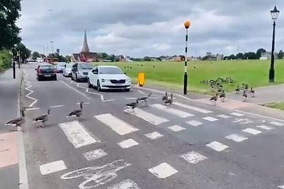 横断歩道とは 一般の人気 最新記事を集めました はてな